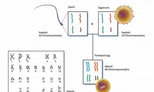 genetic_genetics